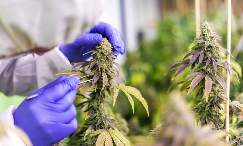 cbd leafs